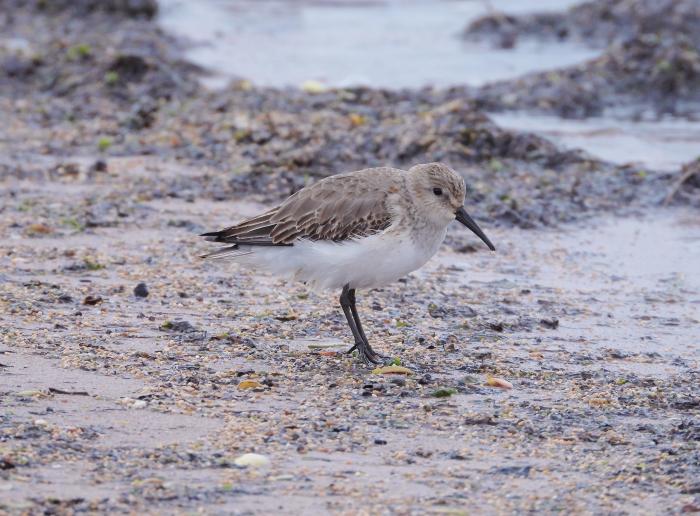 A photo of a Dunlin in Winter plumage - photo courtesy Lee Collins
