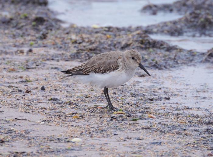 A photo of a Dunlin in Winter plumage - photo courtesy Lee Collins