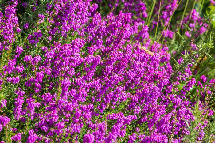 A photo of heather in bloom - photo courtesy Malcolm Jarvis