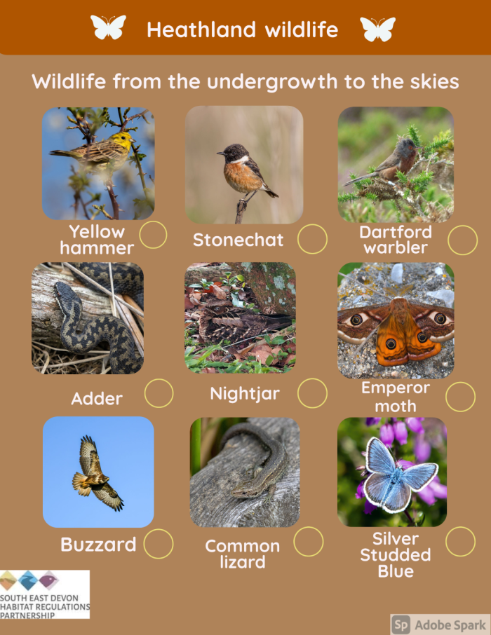 A photographic guide to some of the wildlife found on the Pebblebed Heaths