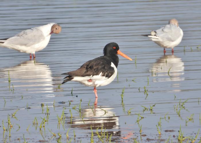 A photo of an Oystercatcher - photo courtesy Lee Collins