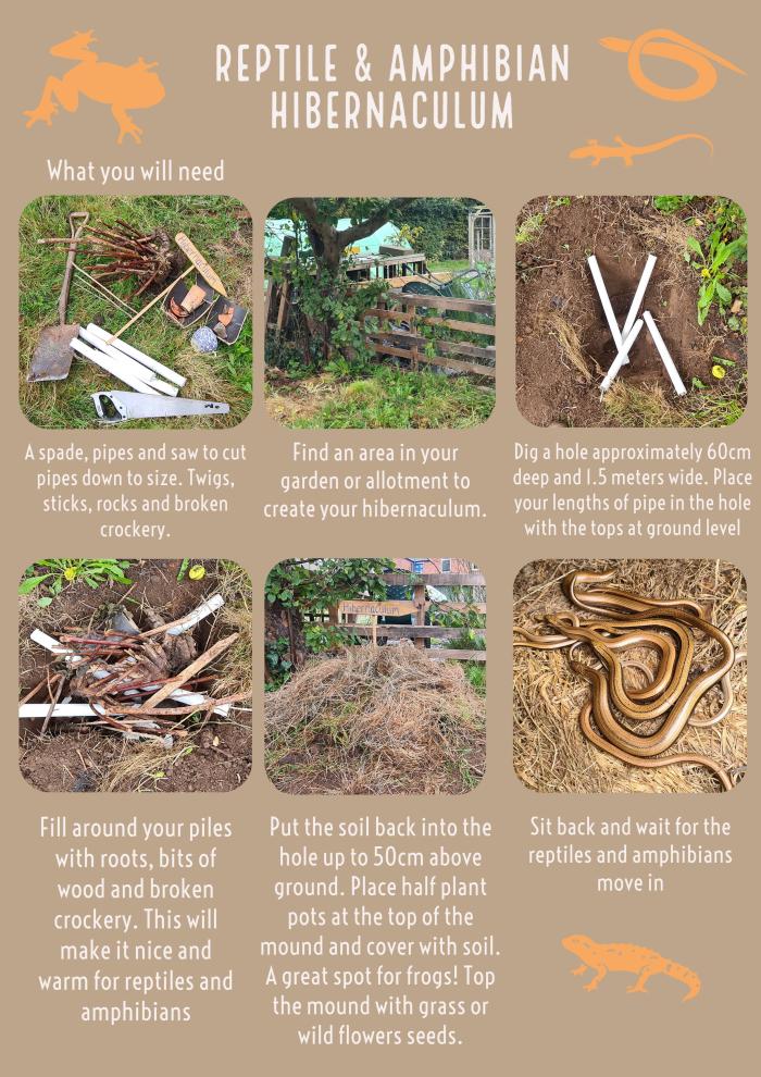 A guide of how to build a reptile and amphibian hibernaculum in your garden.