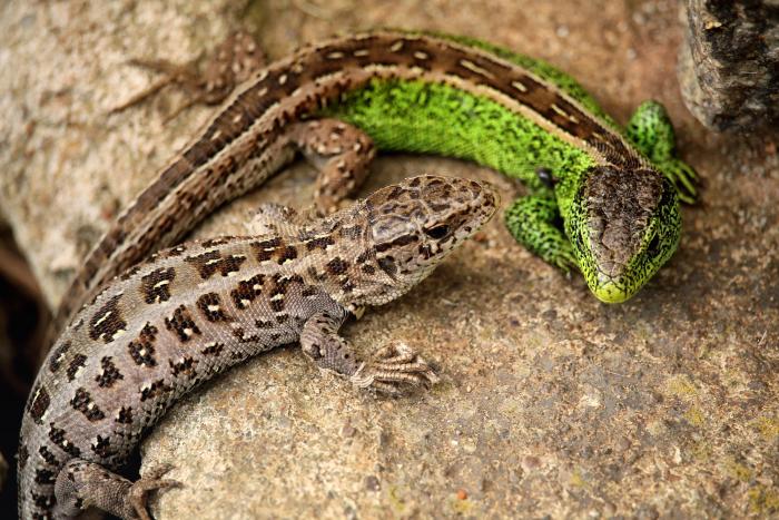A photo of a male and female Sand Lizard