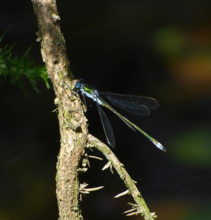 A photograph of the Common Emerald Damselfly