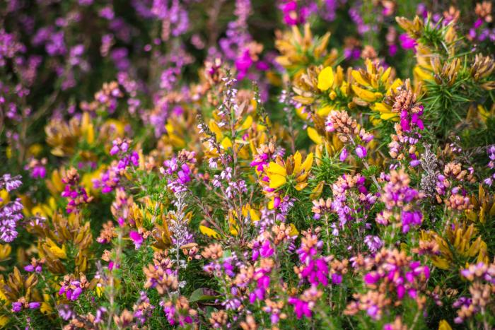 A photograph of gorse and heather