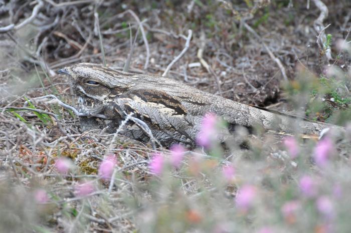 A photograph of a Nightjar nesting on the ground, daytime