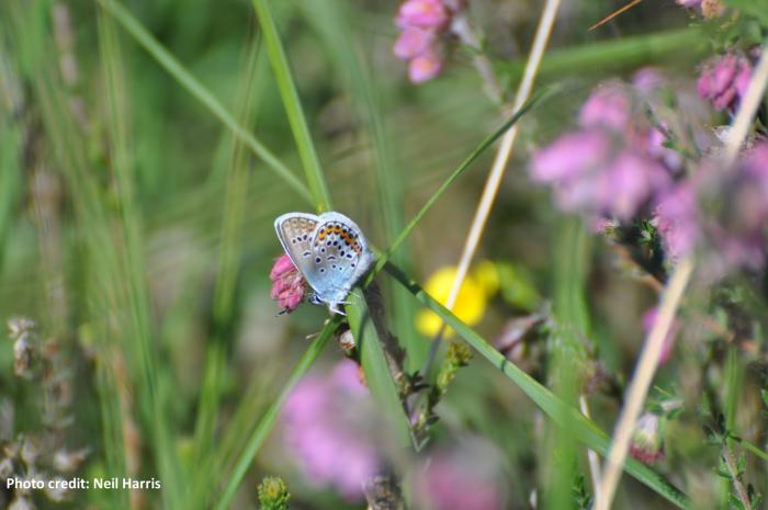A photograph of the Silver-studded Blue butterfly on bell heather