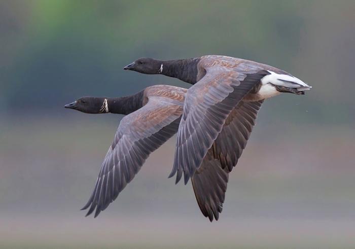 A photo of Brent Geese in flight