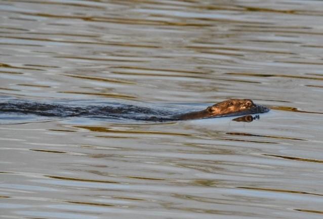 A photo of a beaver swimming in water