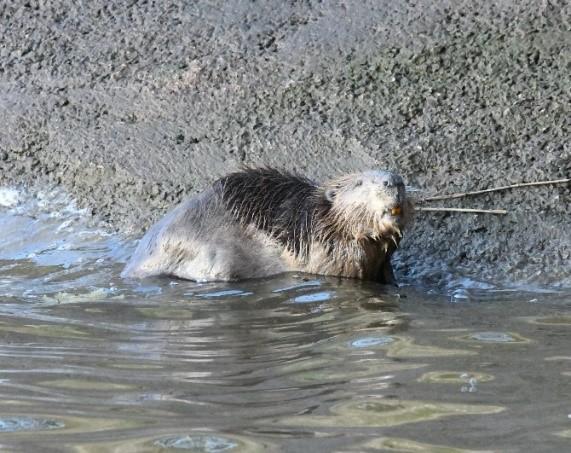 A photo of a beaver splashing on the shoreline