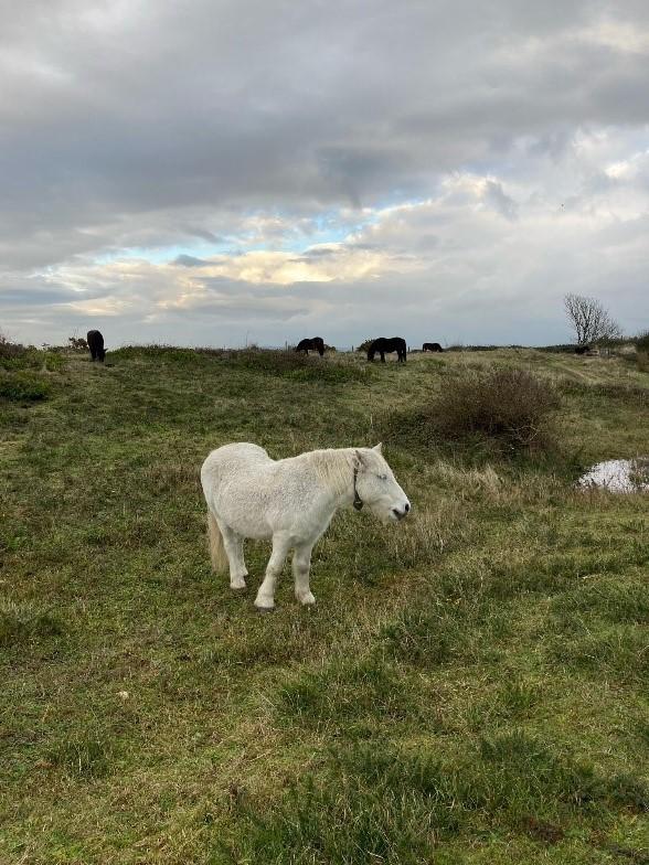 A photo of the ponies at Dawlish Warren