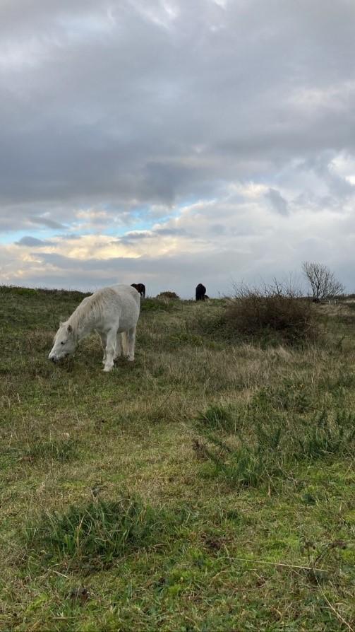 A photo of the ponies at Dawlish Warren