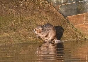 a photo of a beaver sitting out of the water