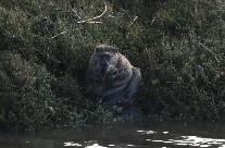 A photo of a beaver
