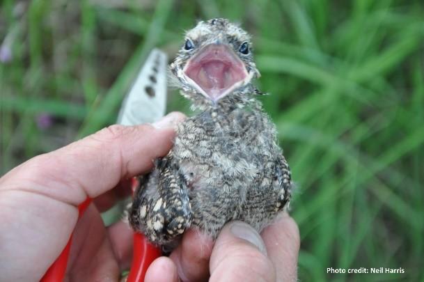 A nightjar chick with its beak open