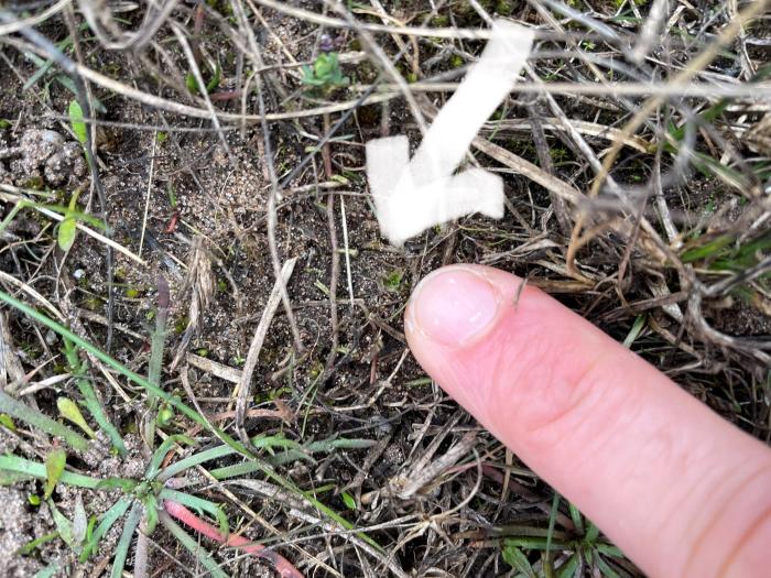 Petalwort to scale against a fingernail
