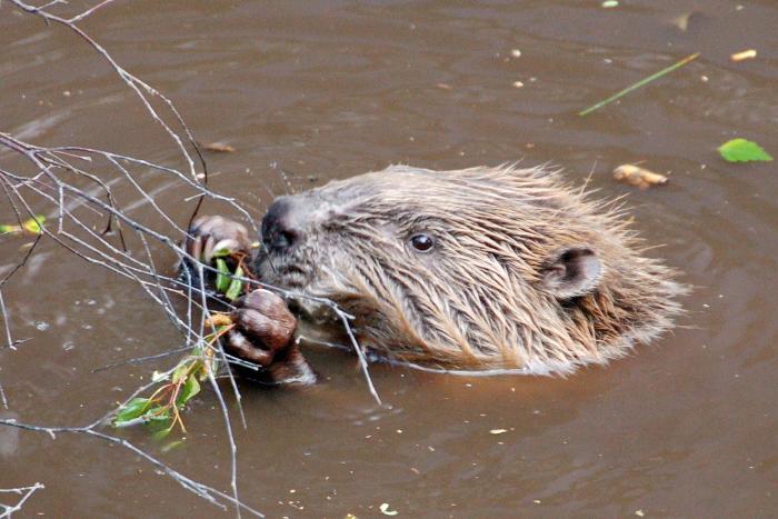 A photo of a Beaver in water (Paul Stevenson, licensed, no changes)