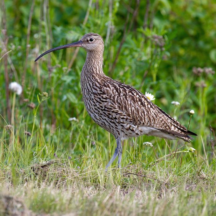 A photo of a Curlew (credit Andreas Trepte)