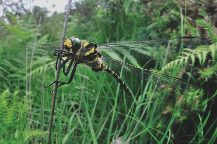 A photo of a Golden ringed dragonfly