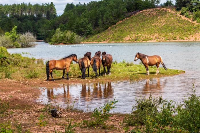 A photo of a group of ponies near water in Blackhill Quarry, Pebblebed Heaths