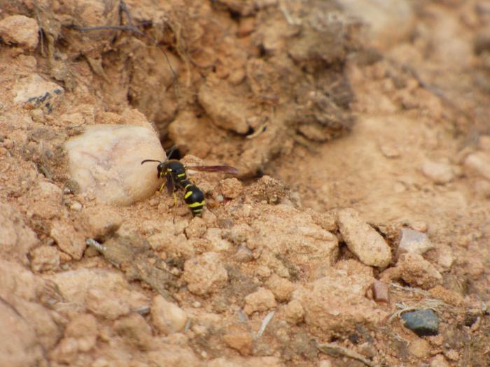 A photo of a Potter wasp