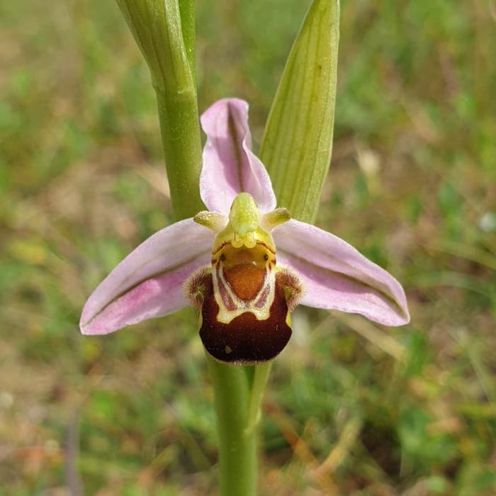 A close up photo of a Bee orchid