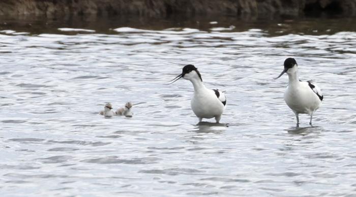 A photo of parent and chick Avocets at Seaton Wetlands, East Devon. Credit: Sue Smith