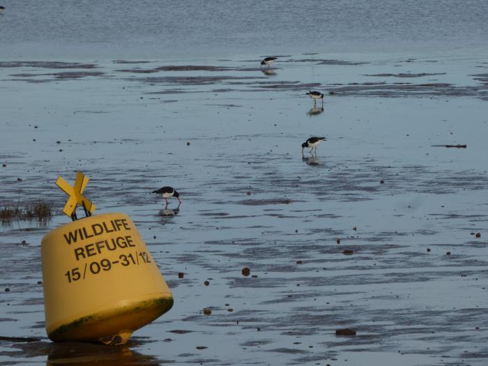 Oystercatchers feeding in exmouth wildlife refuge