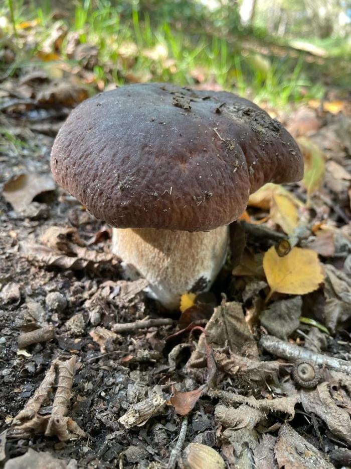 Boletus edulis/porcini mushroom 