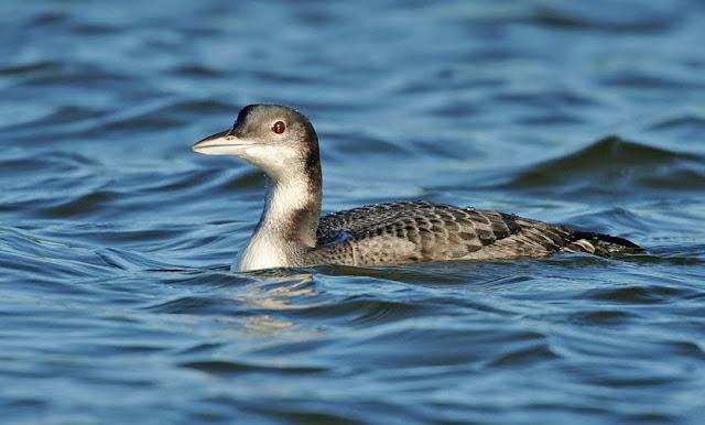 A photo of a Great Northern Diver (copyright Brian Rafferty)