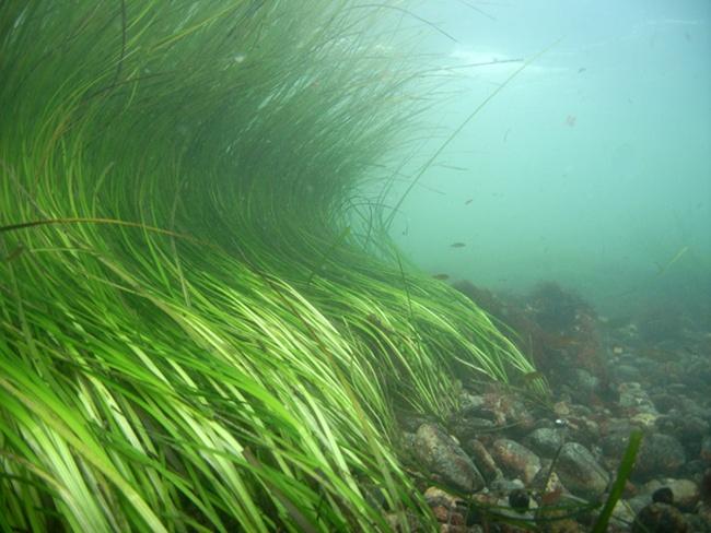Eel grass (zostera marina) underwater photograph