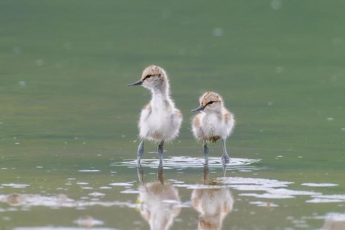 Photo of Avocet chicks at Seaton Wetlands