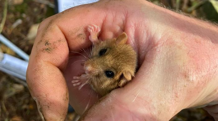 A Dormouse in hand photo