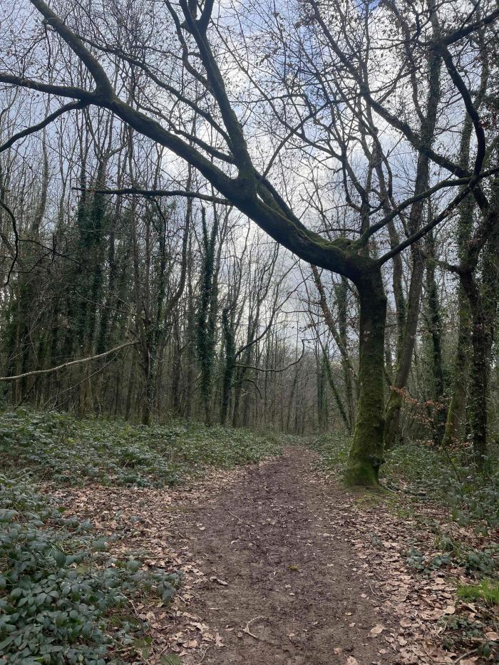 Woodand trail