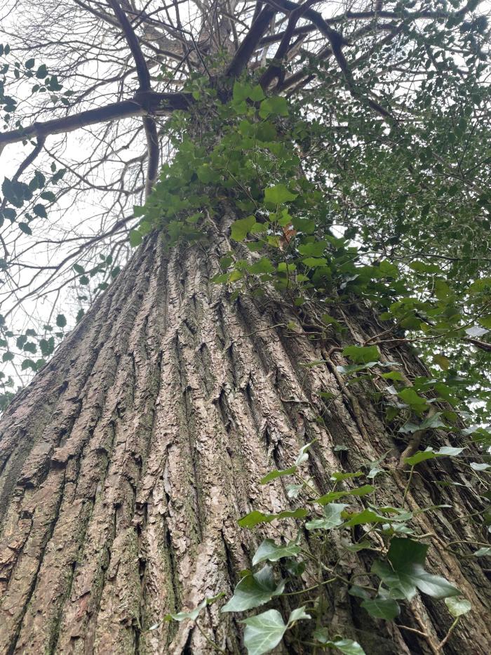 Sweet chestnut tree