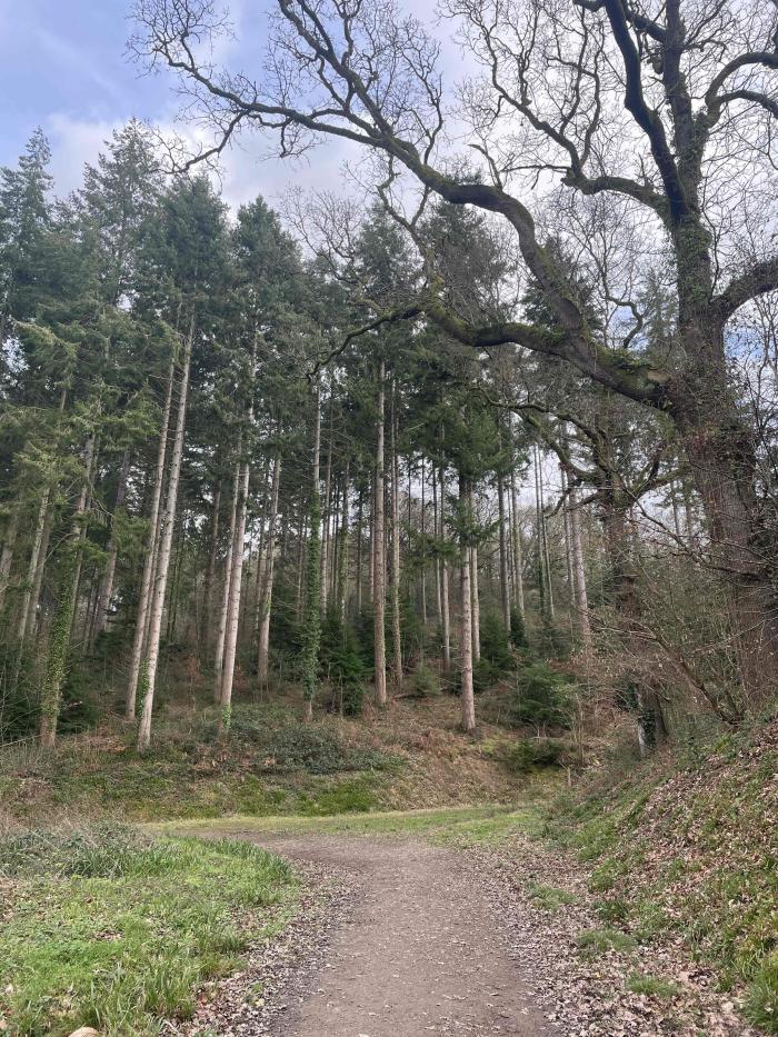 Open woodland glade