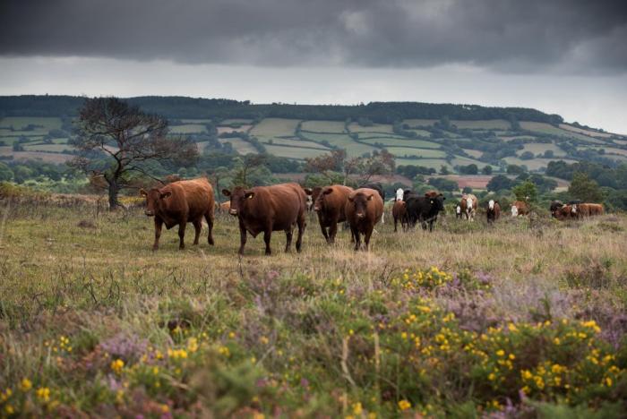 Cattle grazing on heathland