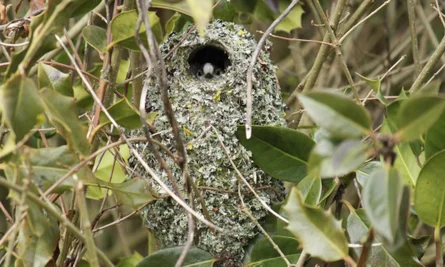 Long tailed Tit nest