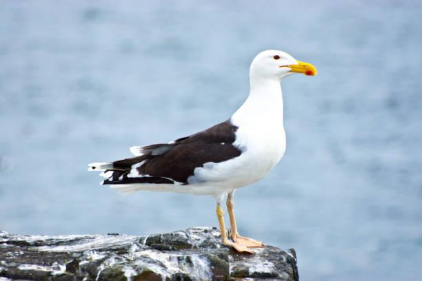 A Great Black-backed Gull perched on a rock by the water