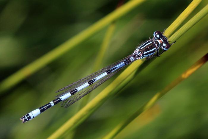 A Southern Damselfly perched on a reed
