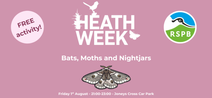 Heathweek Bats, moths, nightjars illustration