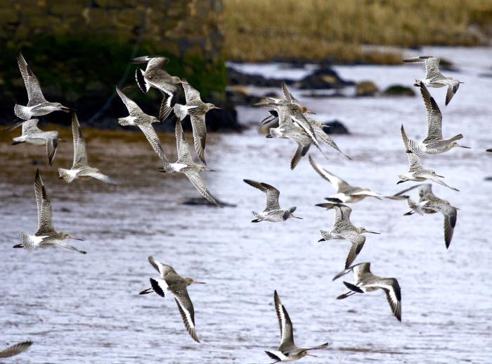 Black tailed & bar tailed godwits