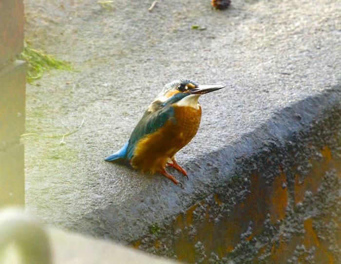 Kingfisher