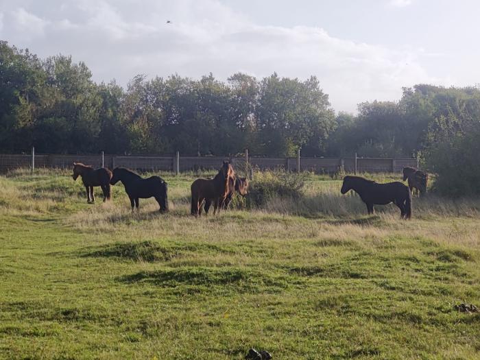 Ponies at the Warren