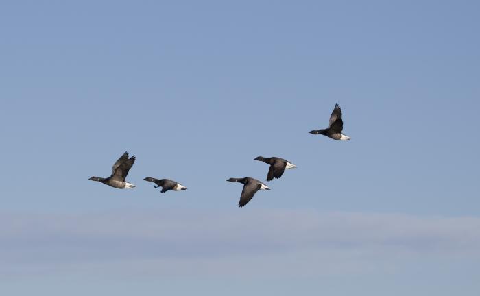 Brents in flight  