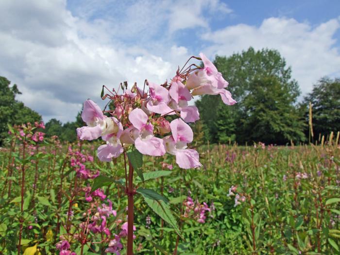 Himalayan Balsam in a field