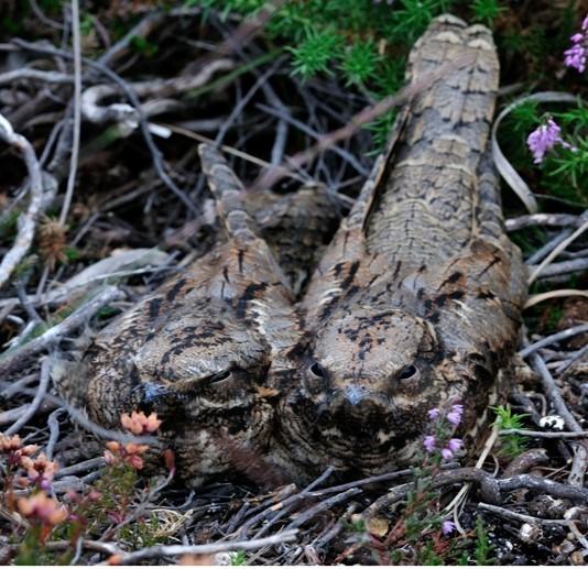 Nightjar pair on their ground nest