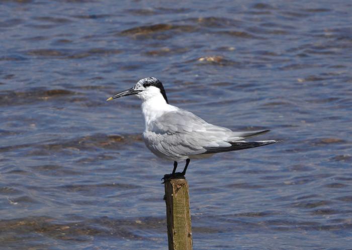 sandwich tern