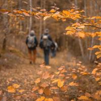 A few people trekking through a forest in autumnal orange