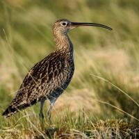 A photo of a Curlew